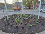Foto: Bepflanzung Kreisel am Bahnhof - Aufstellung der Töpfe (JPG-Datei)