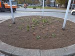 Foto: Ansicht des Kreisels nach Abschluss der Bepflanzung (JPG-Datei)